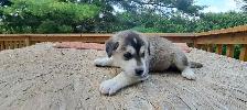 Siberian Husky Puppies - Photo 7