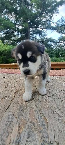 Siberian Husky Puppies - Photo 8