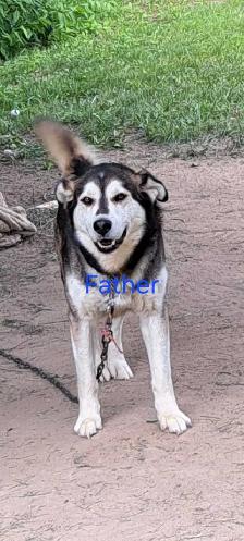 Siberian Husky Puppies - Photo 10