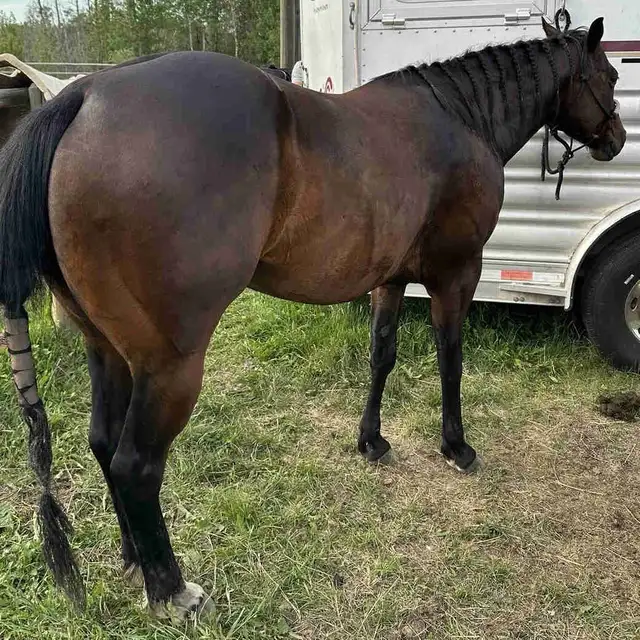 Quarter horse