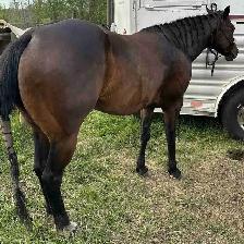 Quarter horse
