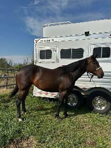 Quarter horse - Photo 2