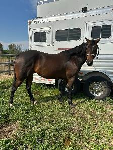 Quarter horse - Photo 3