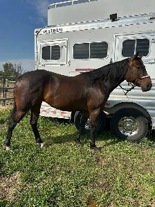 Quarter horse - Photo 4