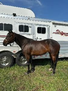 Quarter horse - Photo 5