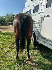 Quarter horse - Photo 6