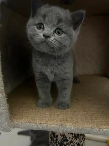 Scottish Fold and Scottish Straight kittens CCA/AFC registered - Photo 8