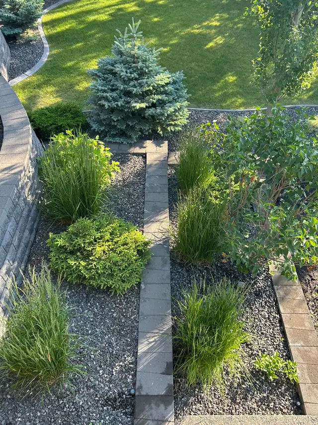 Shrub Trimming Needed