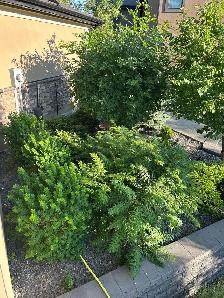Shrub Trimming Needed - Photo 2