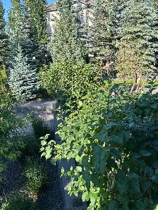 Shrub Trimming Needed - Photo 3