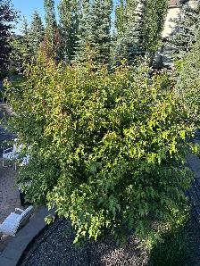 Shrub Trimming Needed - Photo 4