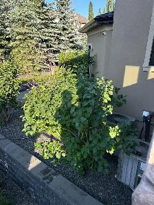Shrub Trimming Needed - Photo 5