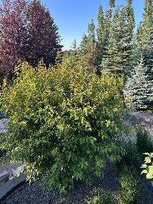 Shrub Trimming Needed - Photo 6