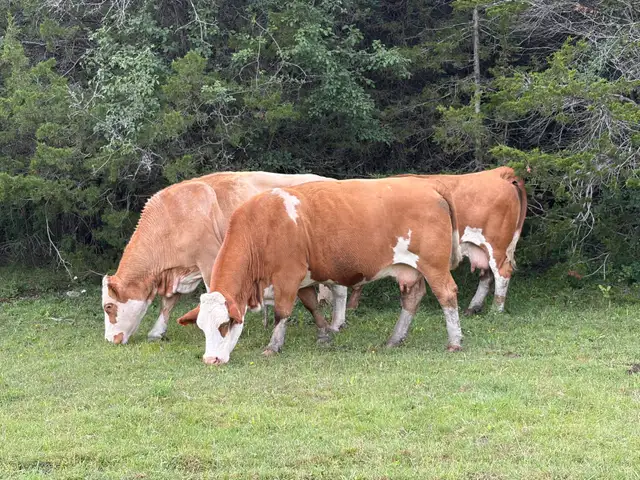 bred Simmental cows