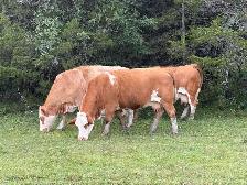 bred Simmental cows