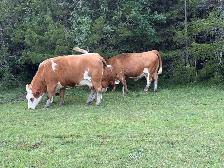 bred Simmental cows - Photo 2