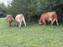 bred Simmental cows - Photo 3