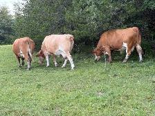 bred Simmental cows - Photo 4