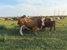bred Simmental cows - Photo 5