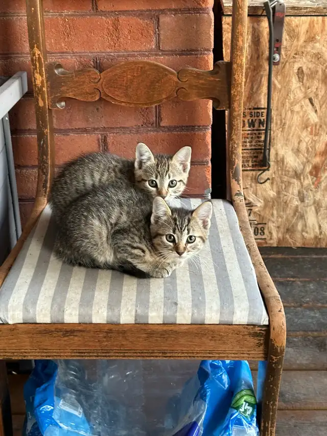 Farm Kittens