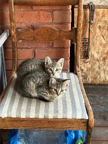 Farm Kittens - Photo 2