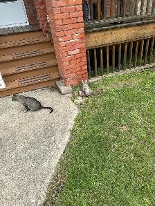 Farm Kittens - Photo 3