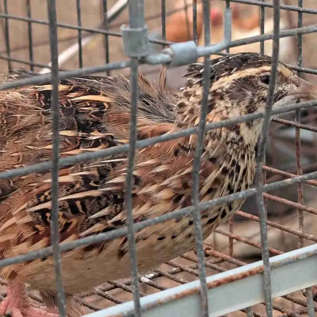 Quail for sale
