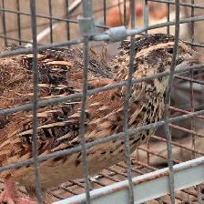 Quail for sale