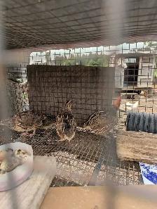 Quail for sale - Photo 2