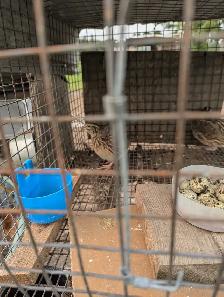 Quail for sale - Photo 3