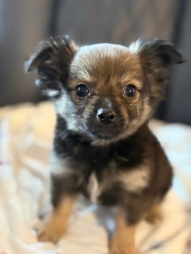 Outgoing and Playfule Pomchi Puppies
