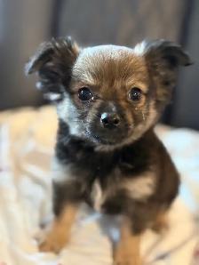 Outgoing and Playfule Pomchi Puppies