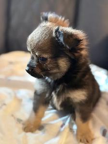 Outgoing and Playfule Pomchi Puppies - Photo 2