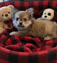 Outgoing and Playfule Pomchi Puppies - Photo 6