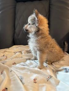 Outgoing and Playfule Pomchi Puppies - Photo 7