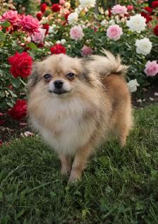 Outgoing and Playfule Pomchi Puppies - Photo 8