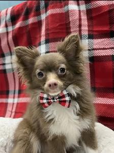 Outgoing and Playfule Pomchi Puppies - Photo 9