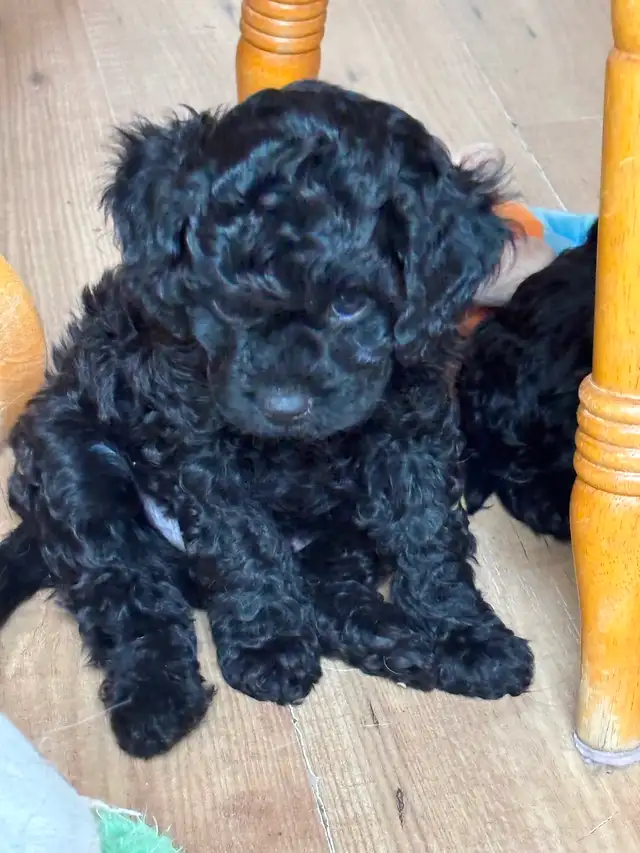 CAVALIER x POODLE PUPS