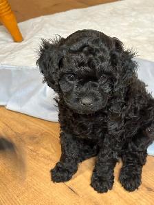 CAVALIER x POODLE PUPS - Photo 2
