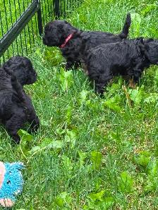 CAVALIER x POODLE PUPS - Photo 4
