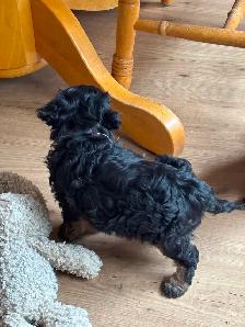 CAVALIER x POODLE PUPS - Photo 5