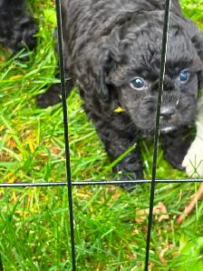 CAVALIER x POODLE PUPS - Photo 6