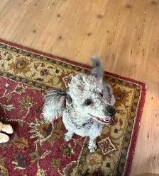 CAVALIER x POODLE PUPS - Photo 7