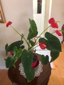 INDOOR TROPICAL PLANTS