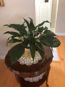 INDOOR TROPICAL PLANTS - Photo 2