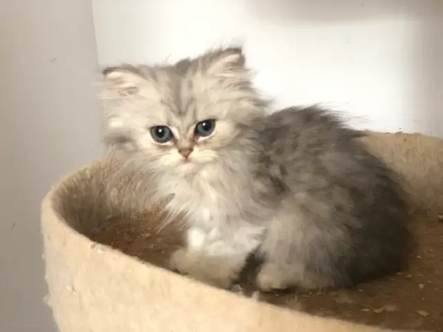 Beaux chatons Persans ou Ragdoll