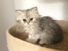 Beaux chatons Persans ou Ragdoll