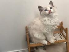 Beaux chatons Persans ou Ragdoll - Photo 2