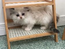 Beaux chatons Persans ou Ragdoll - Photo 3