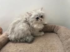 Beaux chatons Persans ou Ragdoll - Photo 4